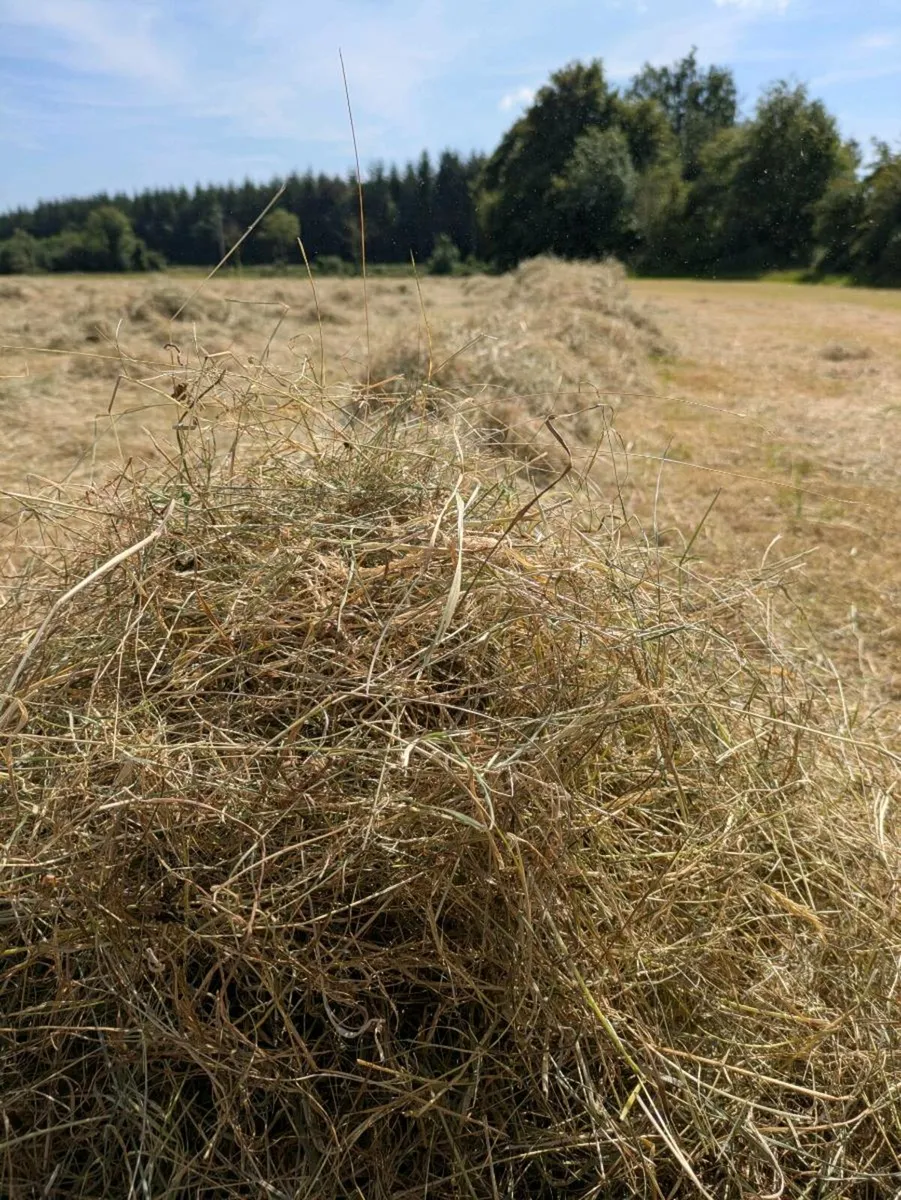 Square bales - Image 2