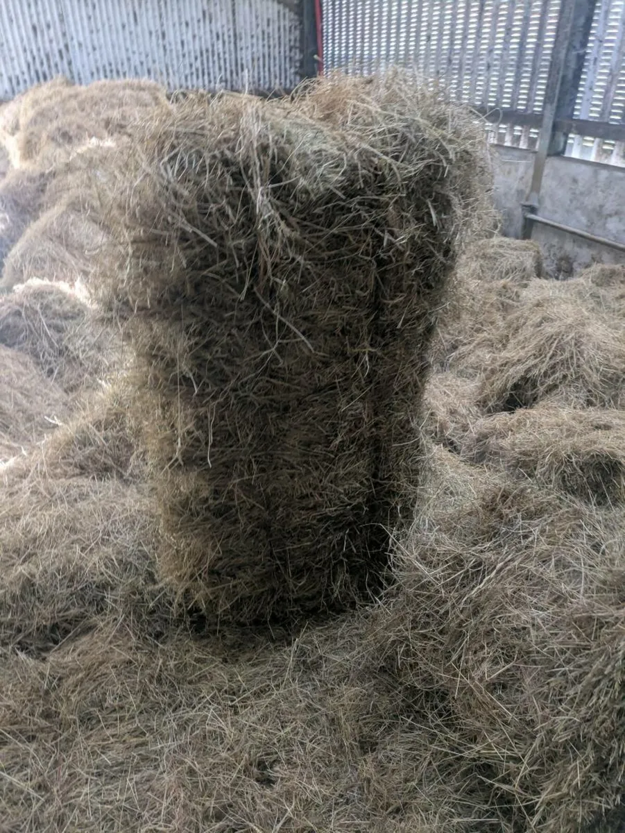 Square bales - Image 3