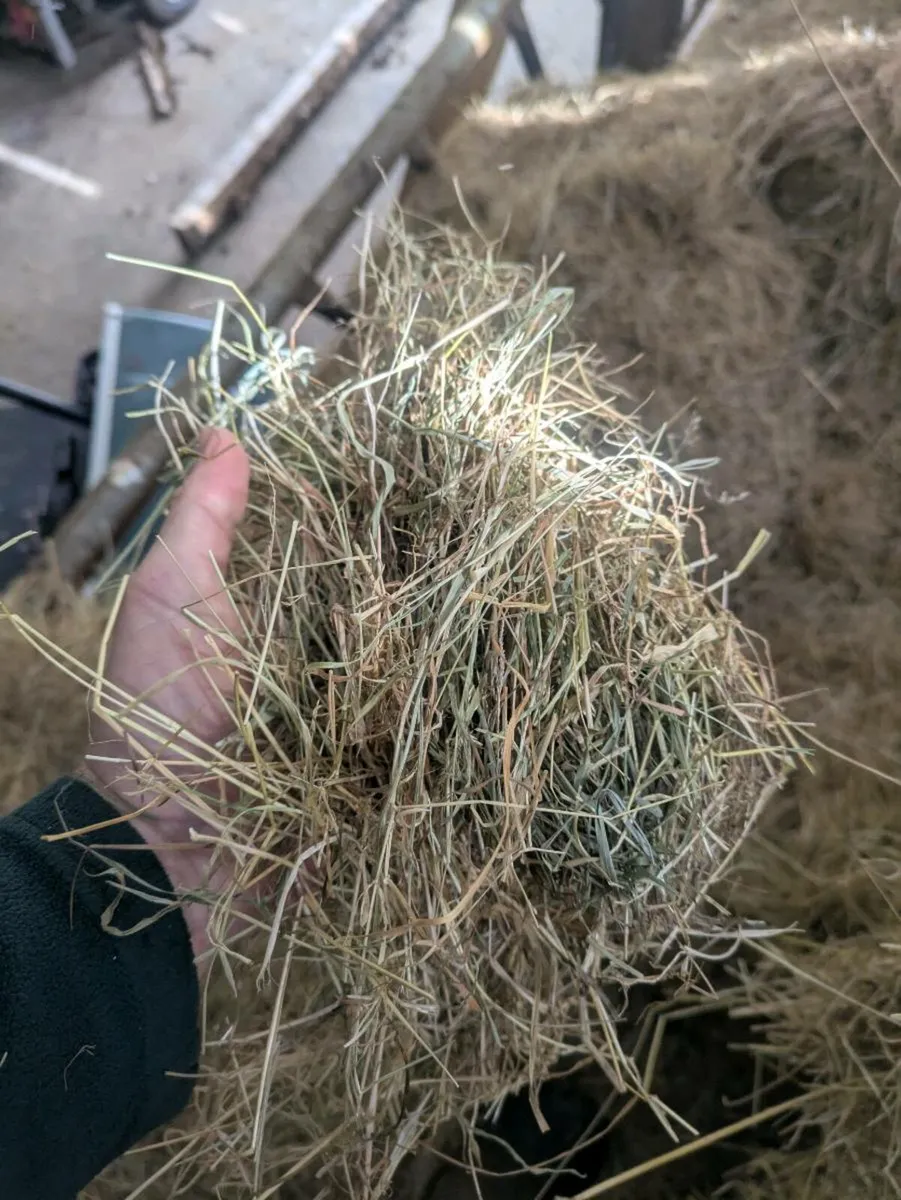 Square bales - Image 4