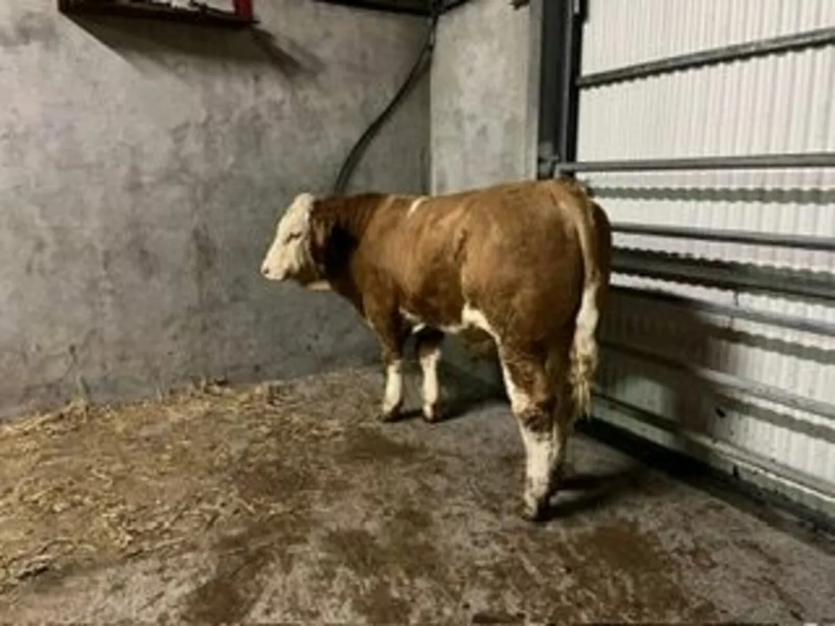 Pedigree Simmental Bull - Image 1