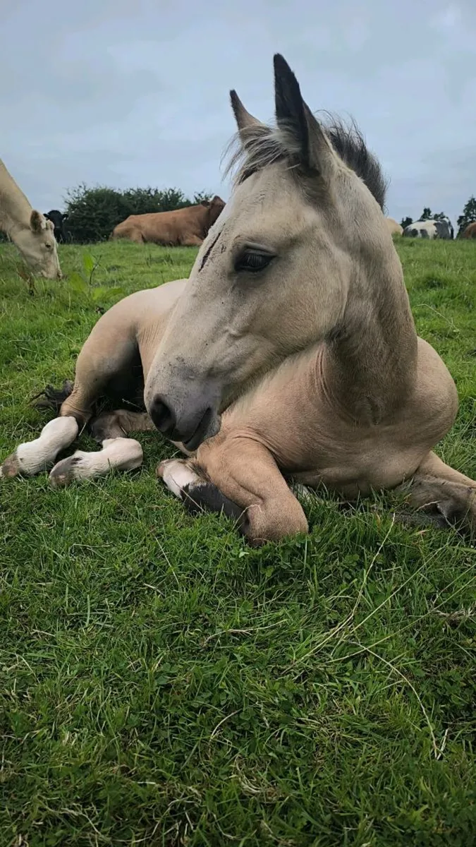 Filly Foal - Image 2