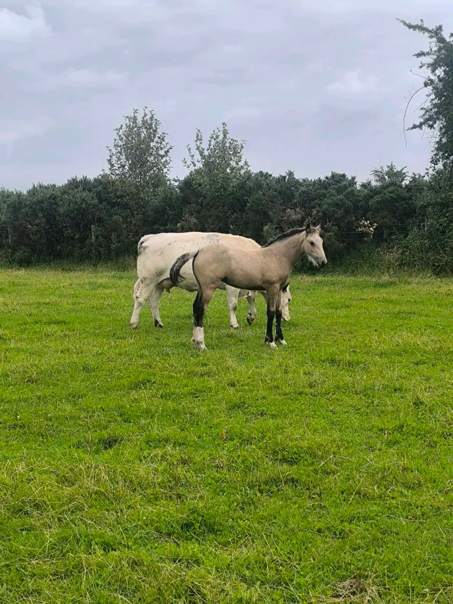 Filly Foal - Image 3