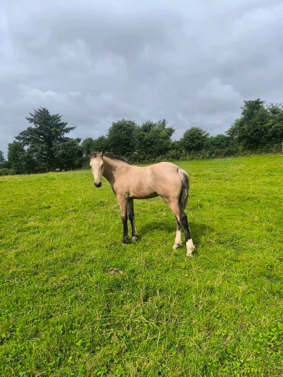 Filly Foal - Image 4