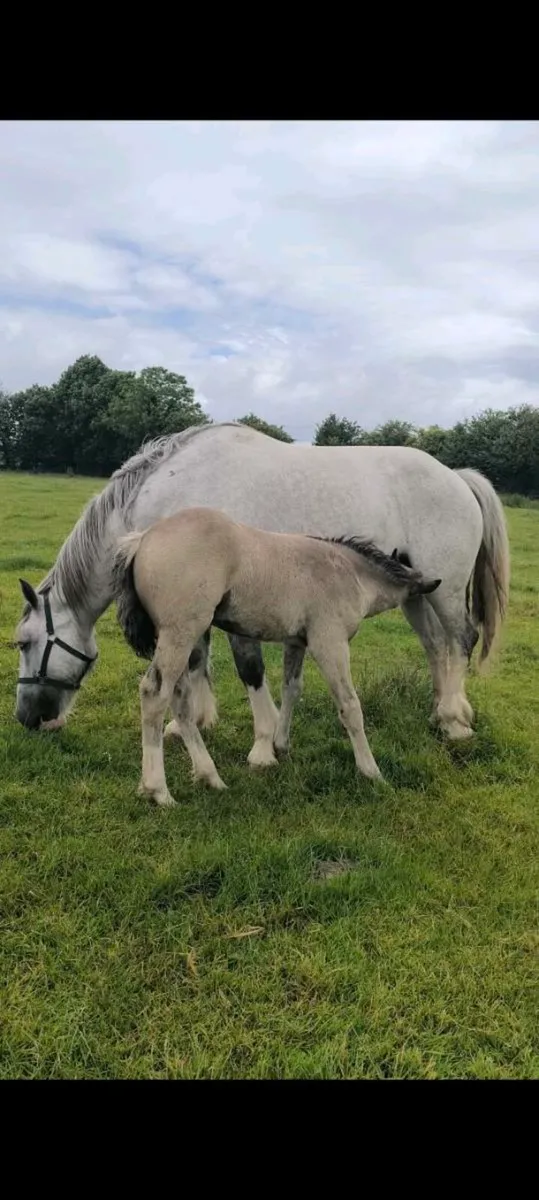 Filly Foal - Image 1
