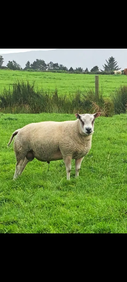Roubex Hogget Ram - Image 1