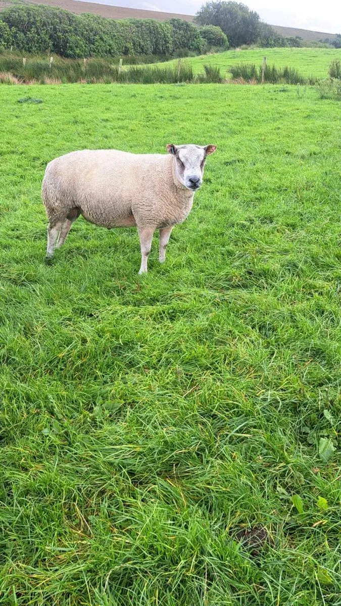 Roubex Hogget Ram - Image 2