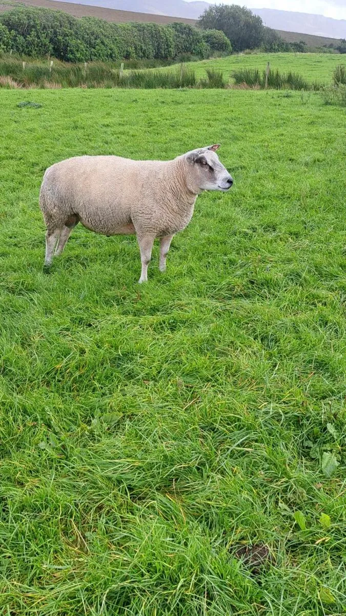 Roubex Hogget Ram - Image 3