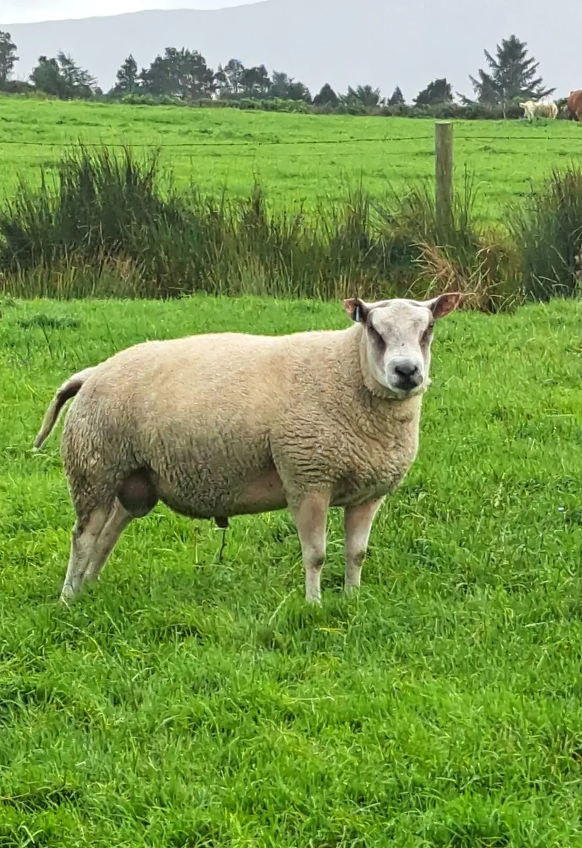 Roubex Hogget Ram - Image 4
