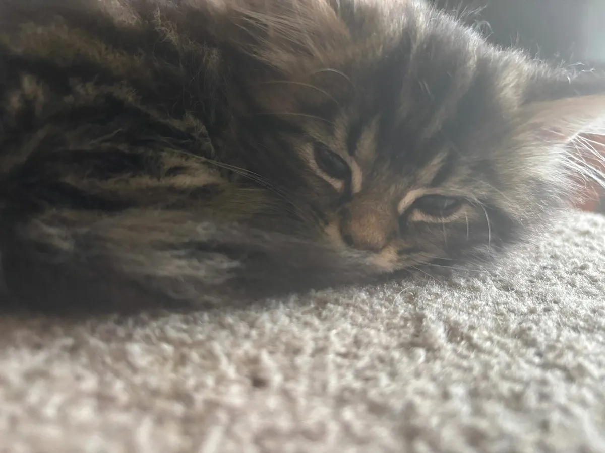 2 kittens, Norwegian Forest Cats - Image 3