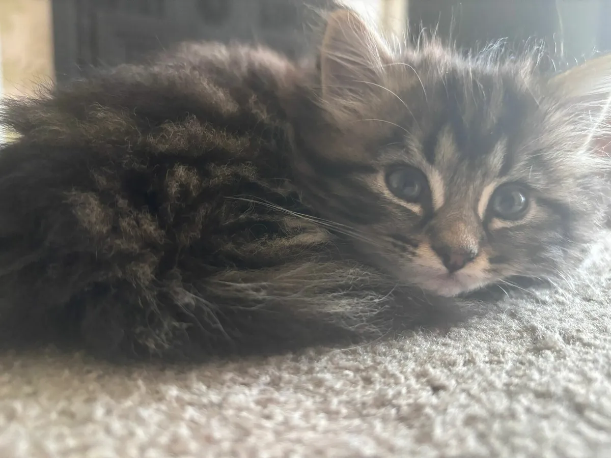 2 kittens, Norwegian Forest Cats - Image 4
