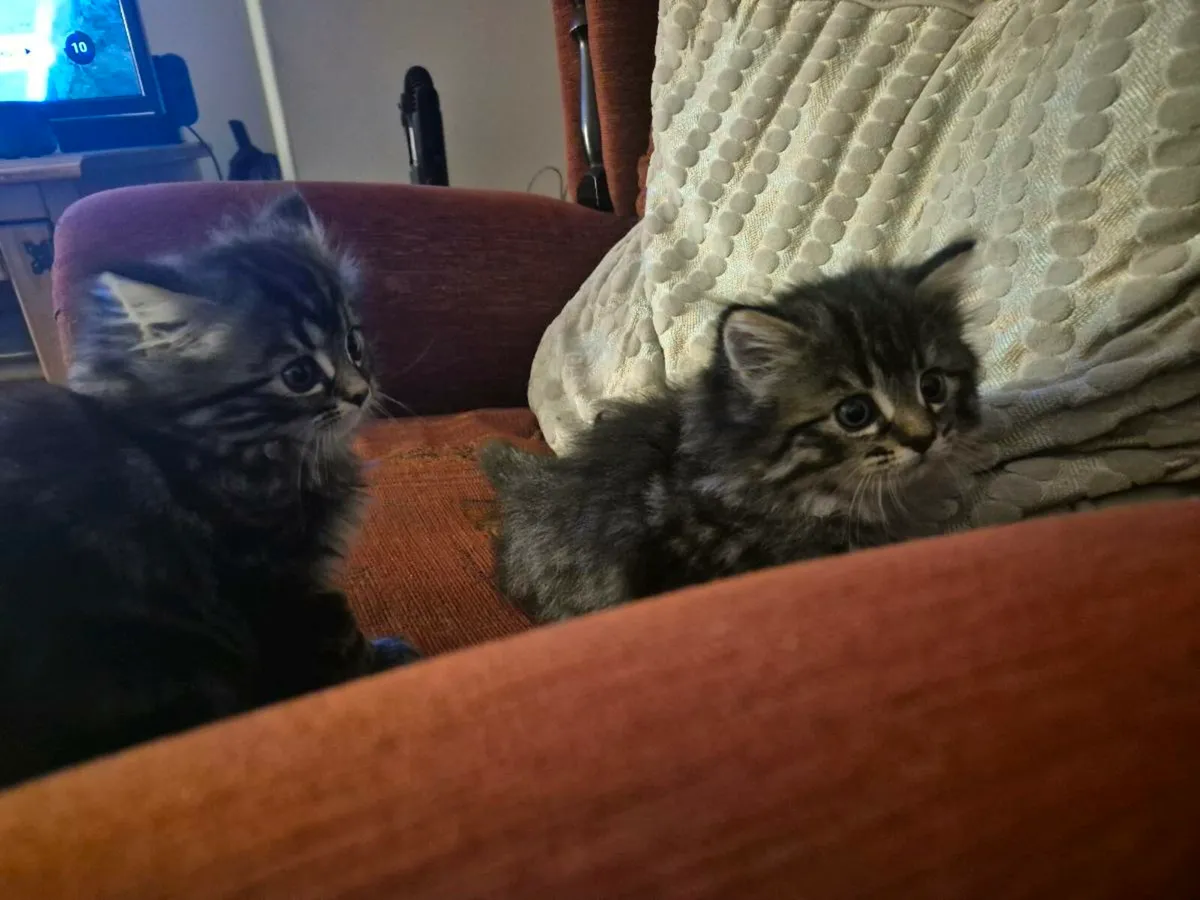 2 kittens, Norwegian Forest Cats - Image 1
