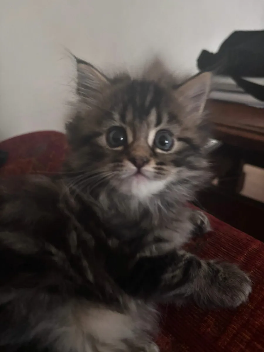 Male kitten, Norwegian Forest Cat - Image 3