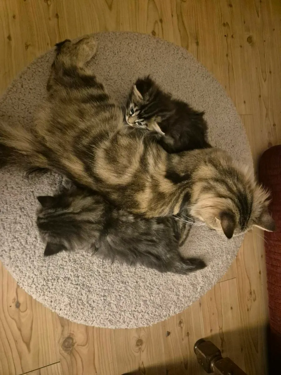 Male kitten, Norwegian Forest Cat - Image 4