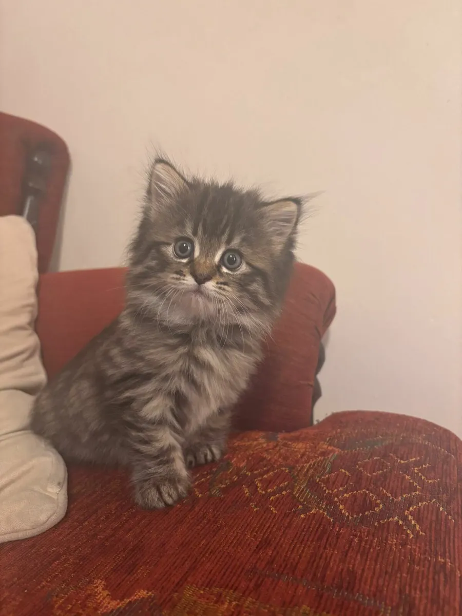 2 kittens, Norwegian Forest Cats (1 kitten left!) - Image 1