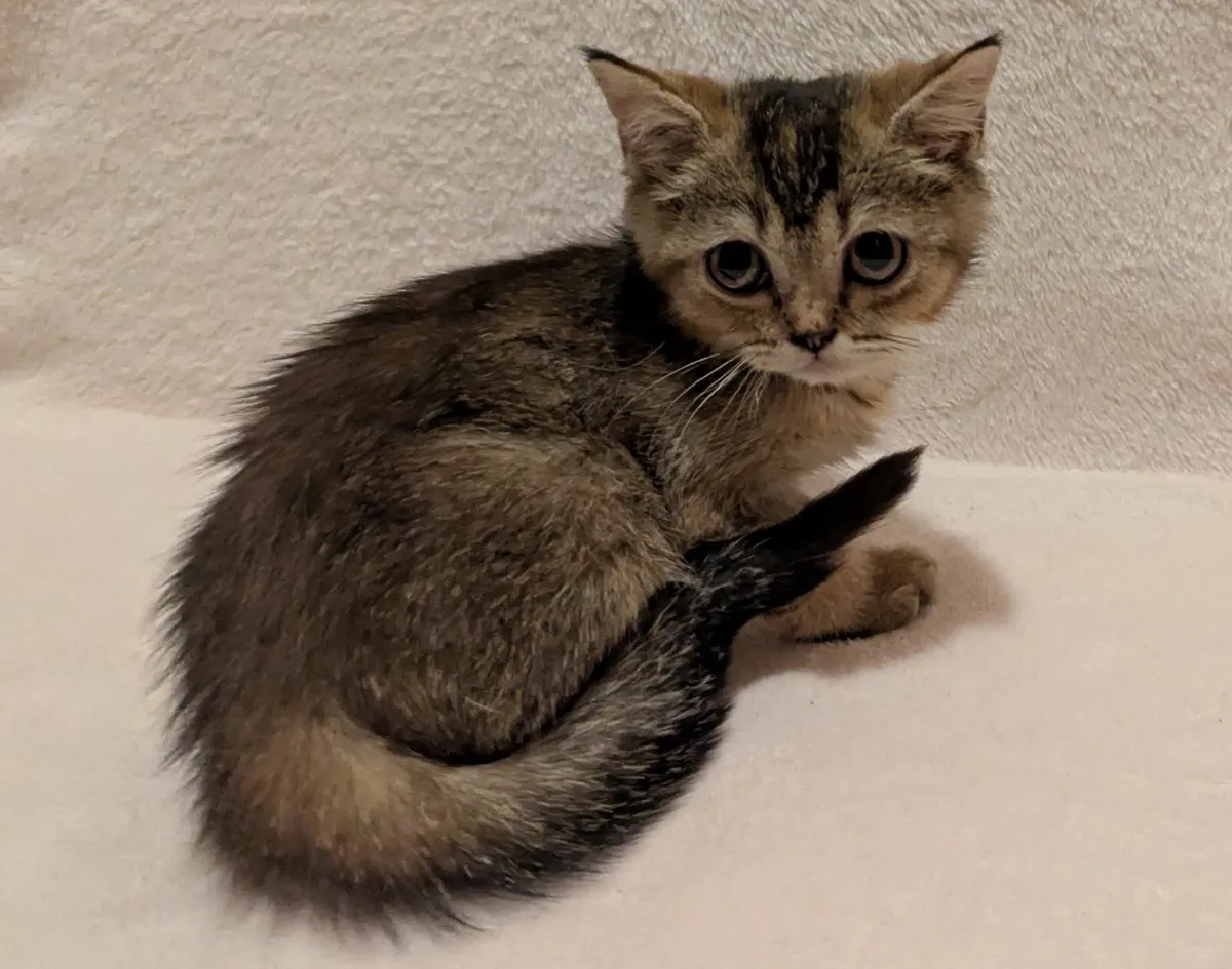 Golden Chinchilla Scottish kitten - Image 3