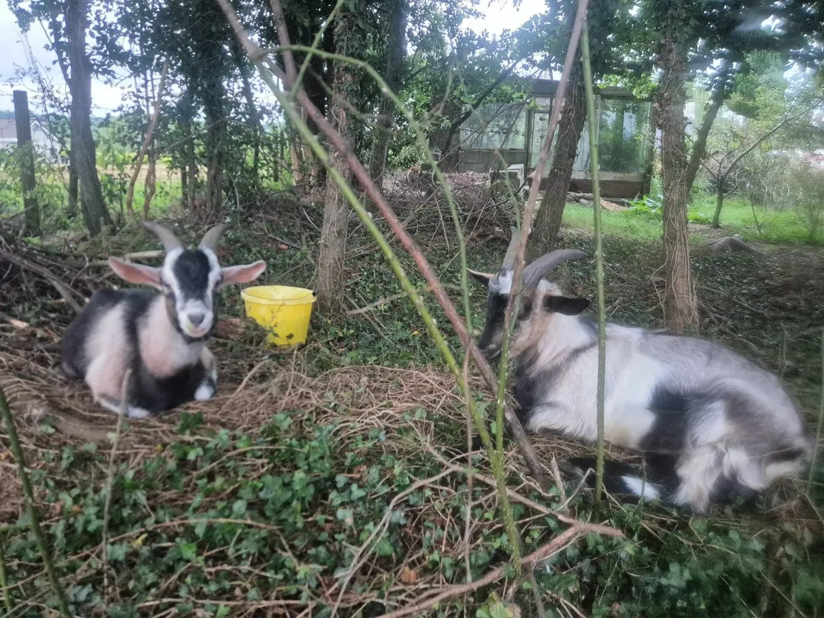 Goats- FREE to good home collection - Image 2