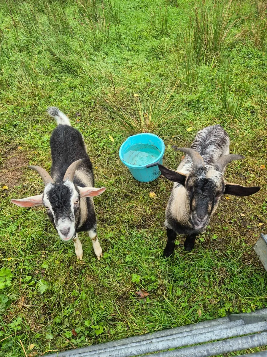 Goats- FREE to good home collection - Image 1