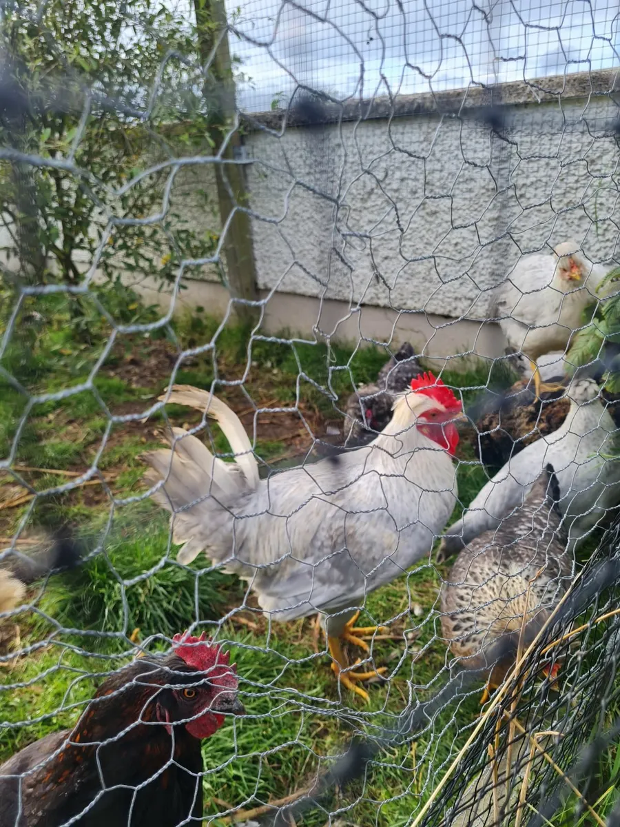 Opal Legbar Rooster - Image 1
