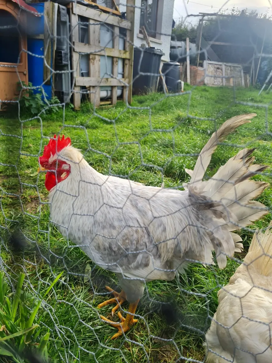 Opal Legbar Rooster - Image 3