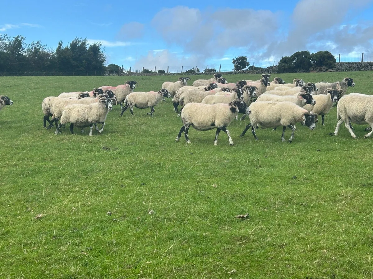 Lanark horned ewes - Image 2