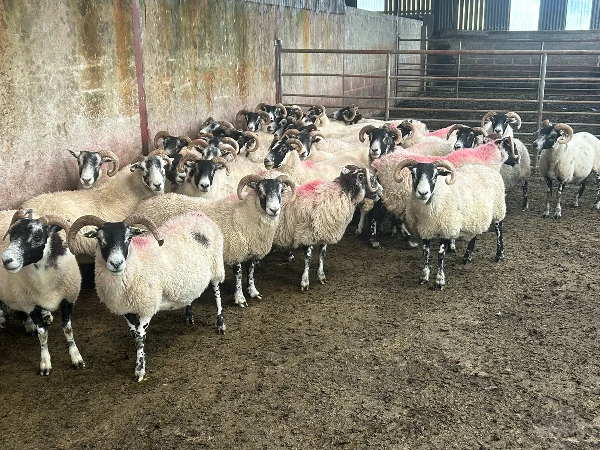 Lanark horned ewes - Image 3