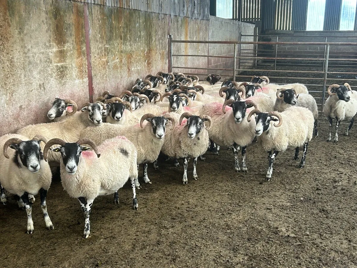 Lanark horned ewes - Image 1