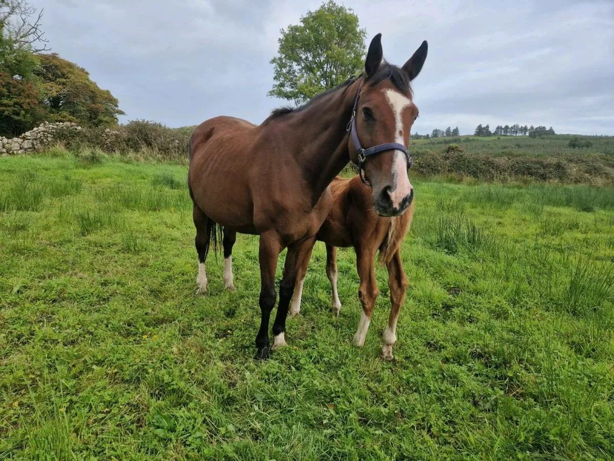 Broodmare in foal and foal at foot - Image 1