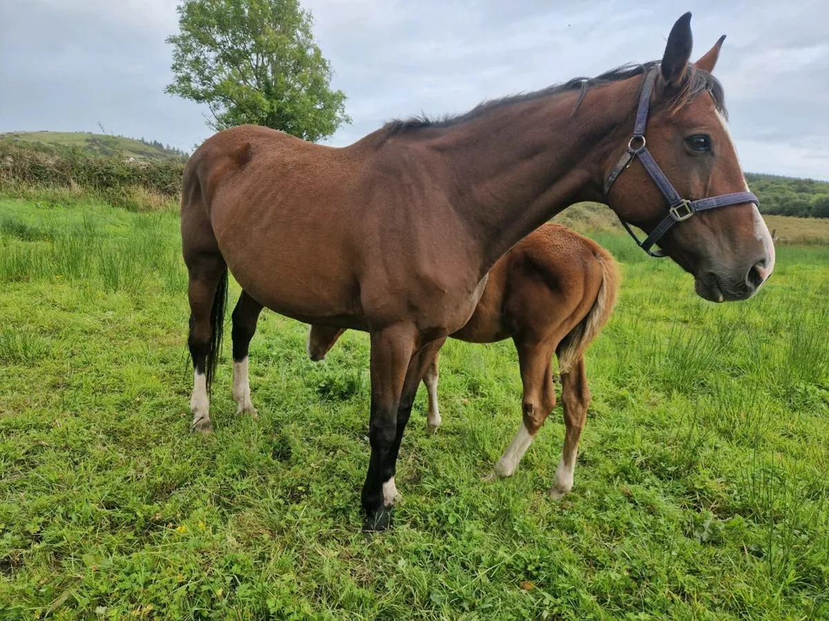 Broodmare in foal and foal at foot - Image 2