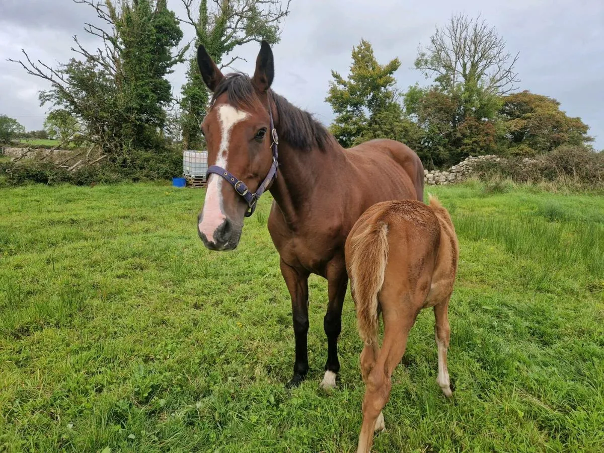Broodmare in foal and foal at foot - Image 3