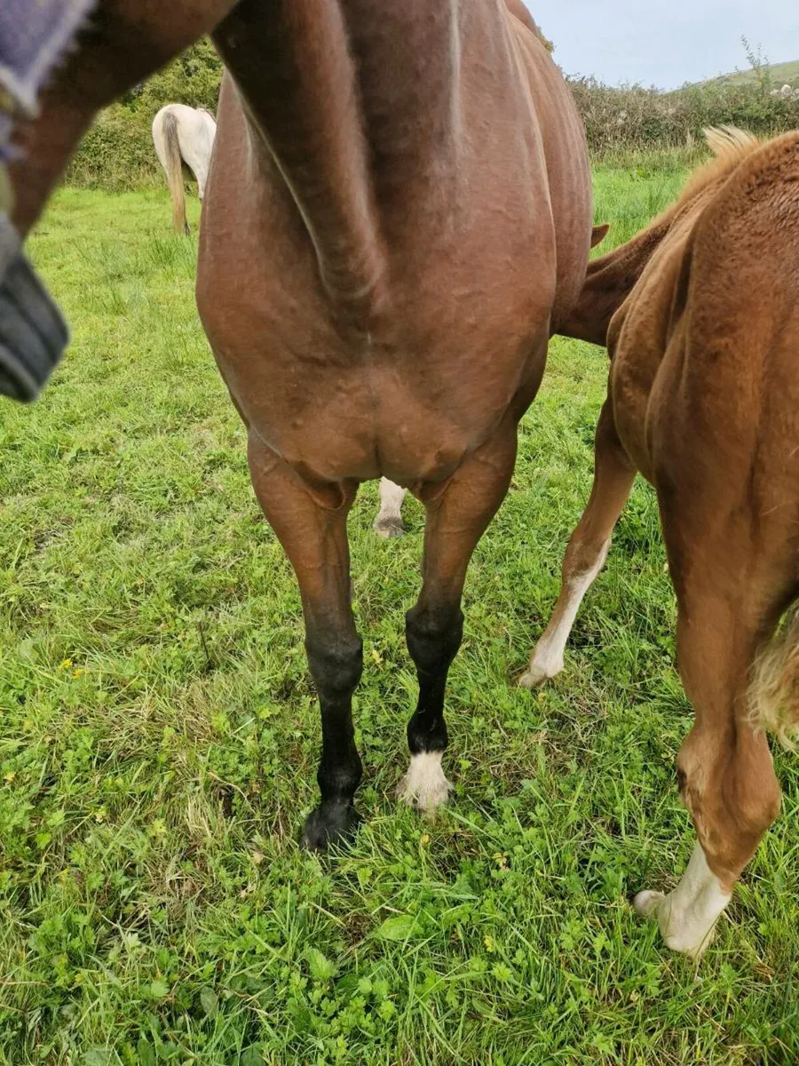 Broodmare in foal and foal at foot - Image 4