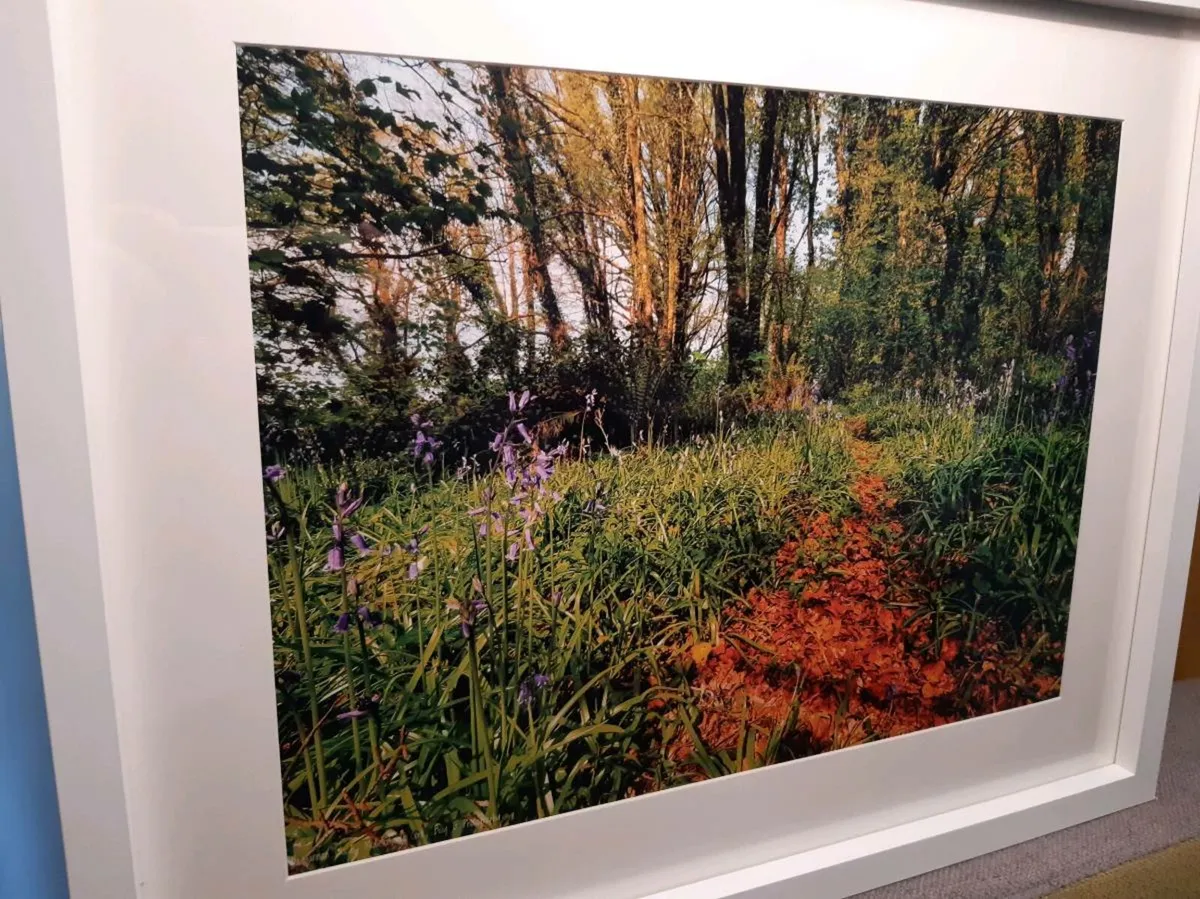 Ballyannan Woods, Midleton - Image 3