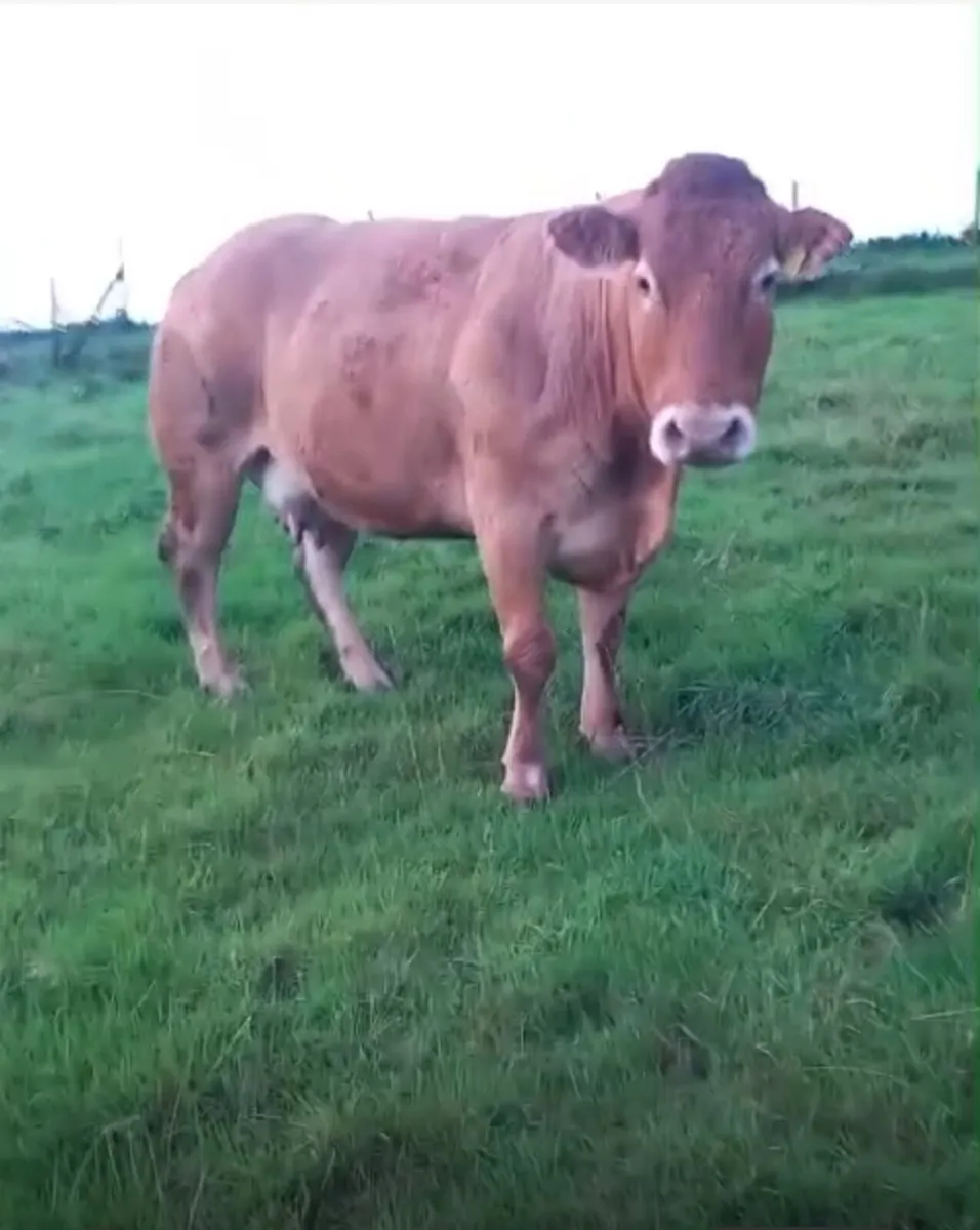 Cow and calf - Image 1