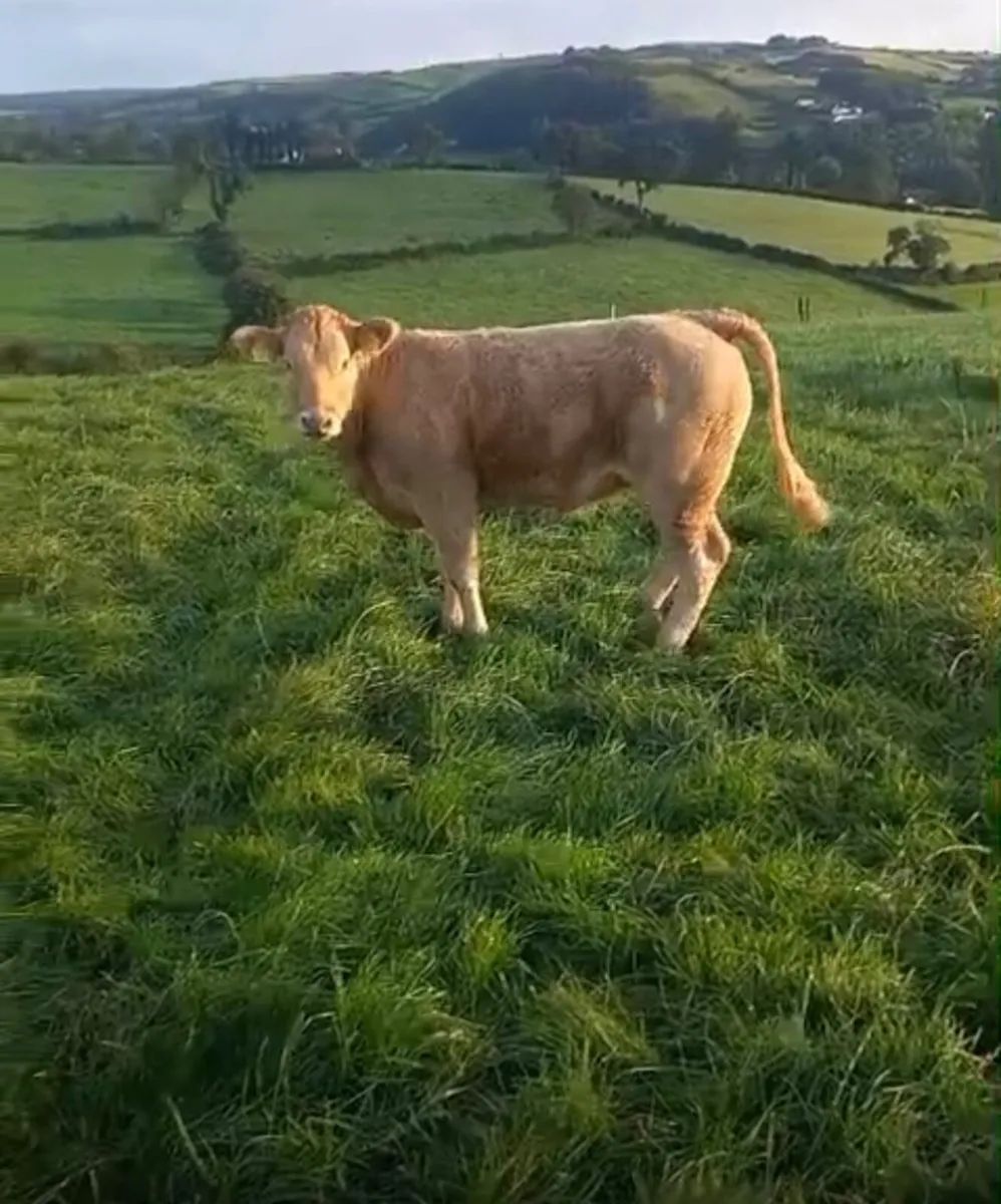 Cow and calf - Image 2