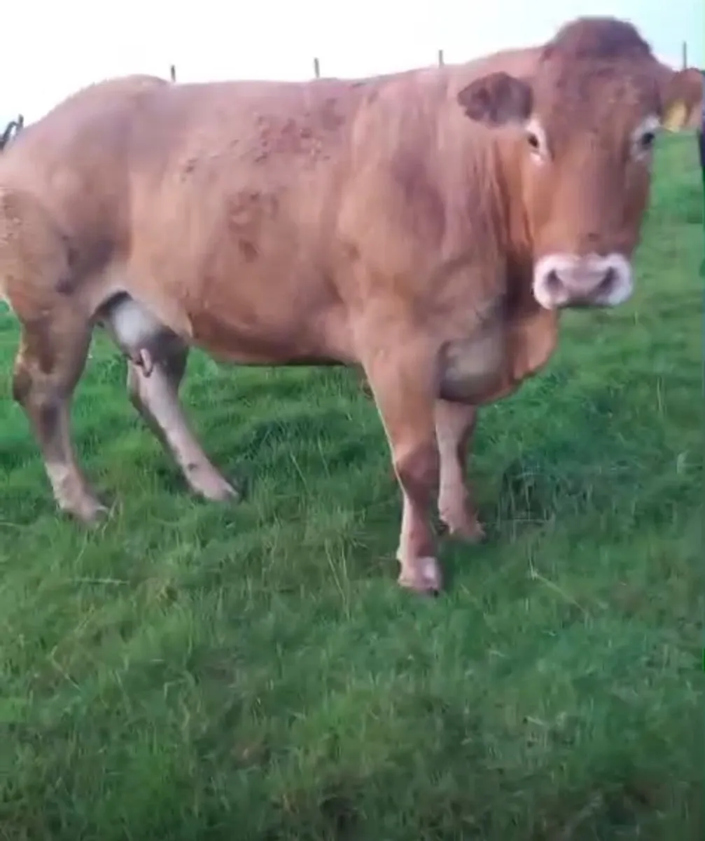 Cow and calf - Image 3