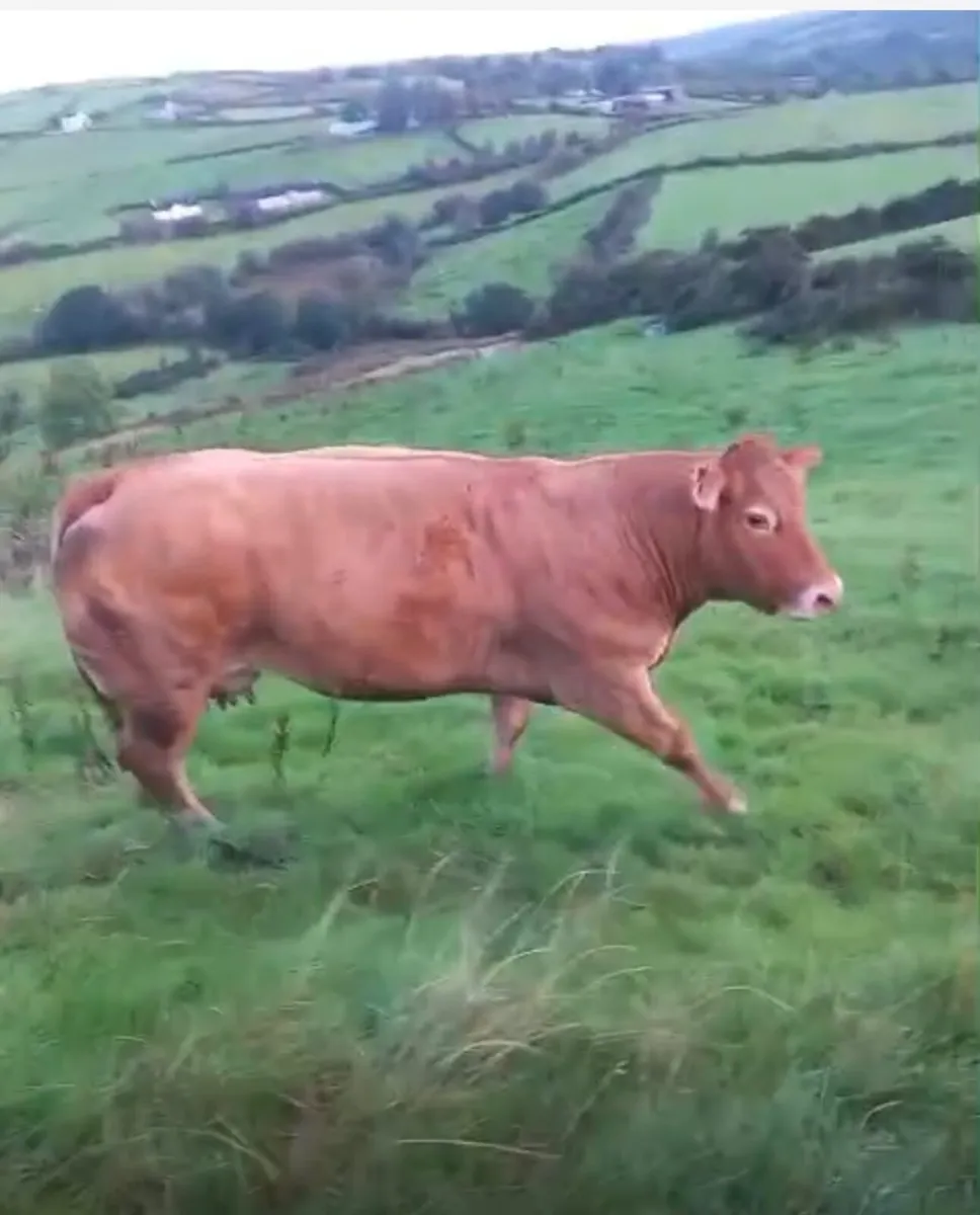 Cow and calf - Image 4
