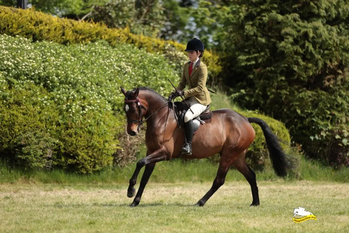 Talented Allrounder - Image 1