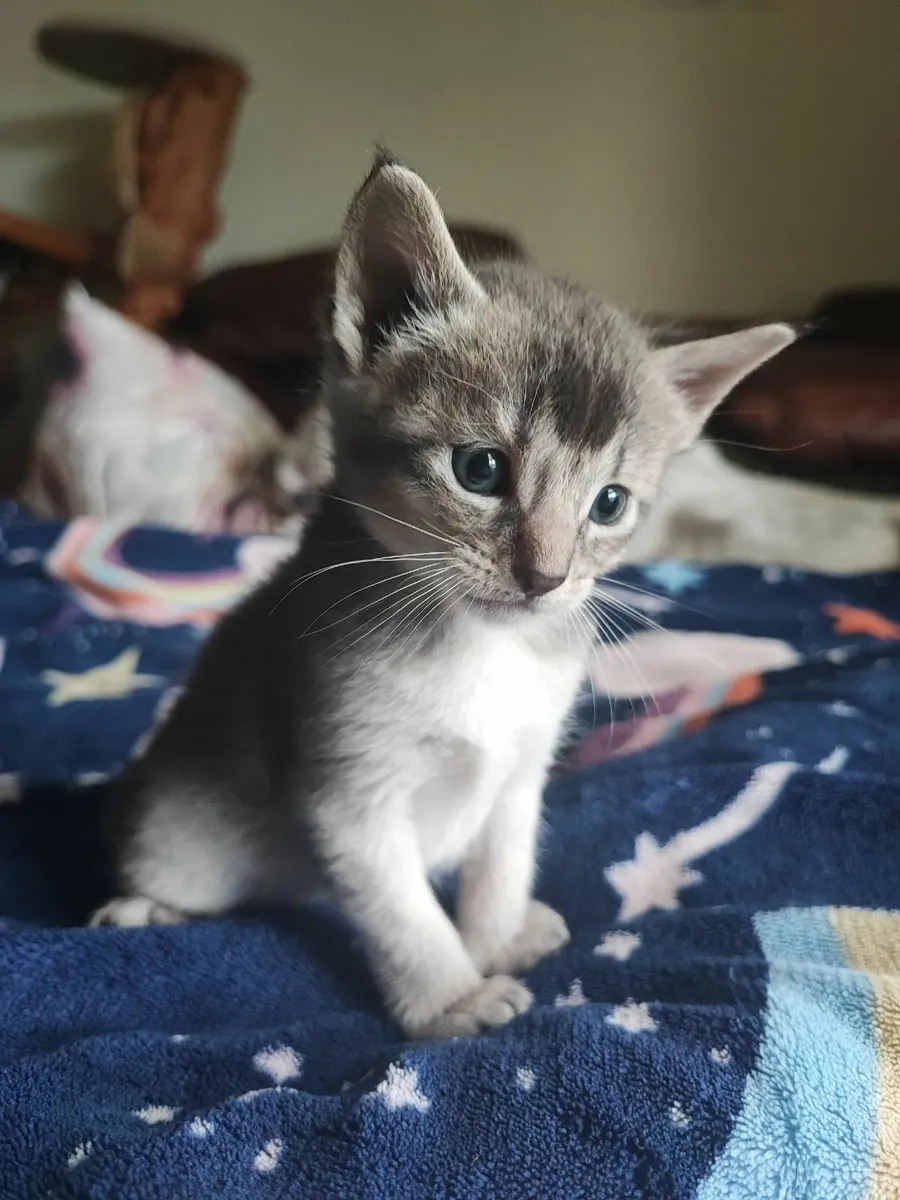 kitten - Image 1