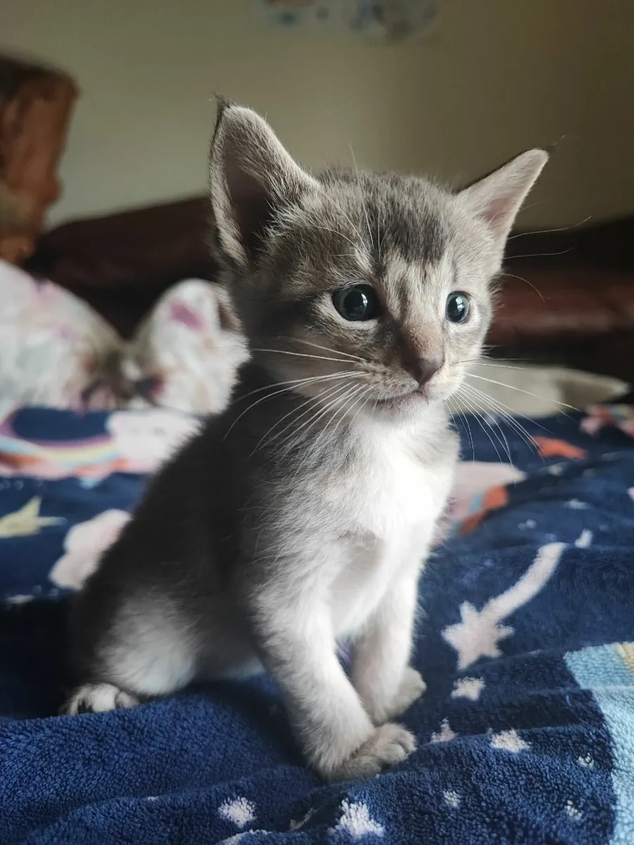 kitten - Image 2