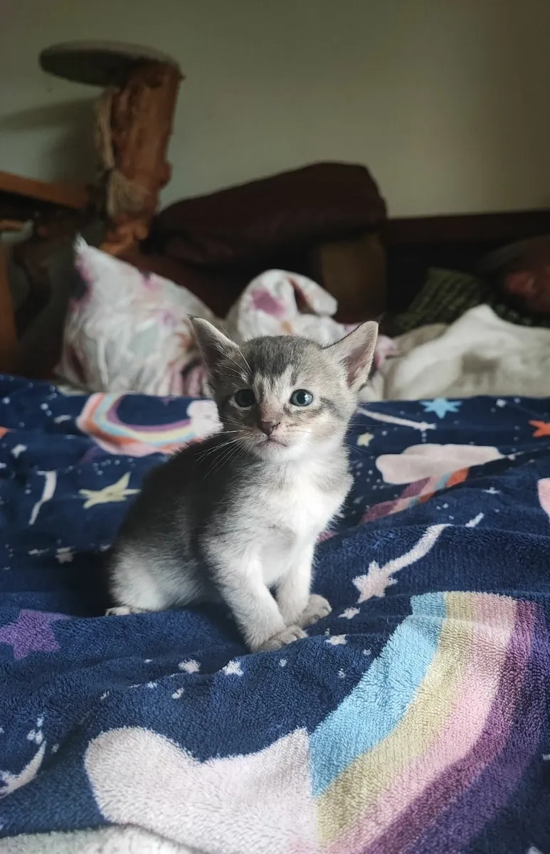 kitten - Image 3
