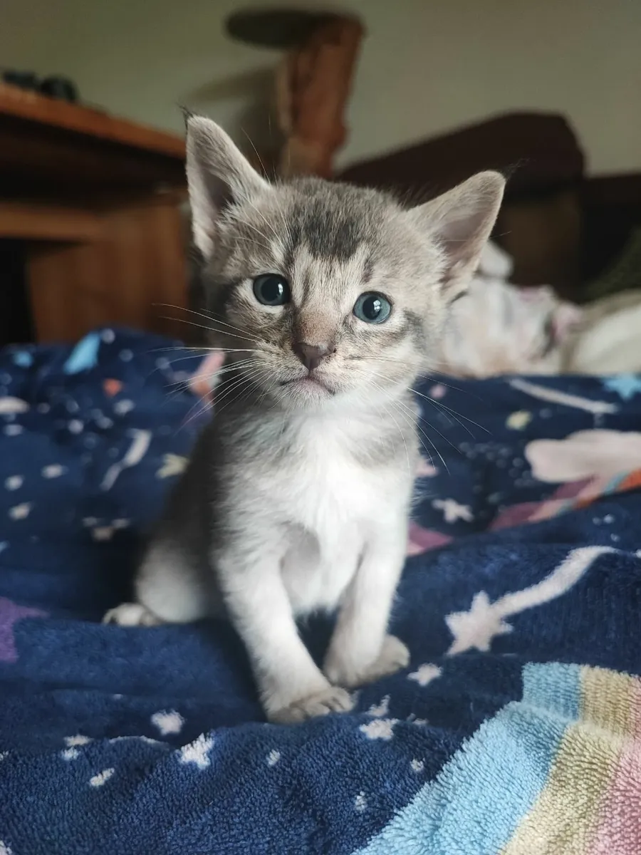 kitten - Image 4