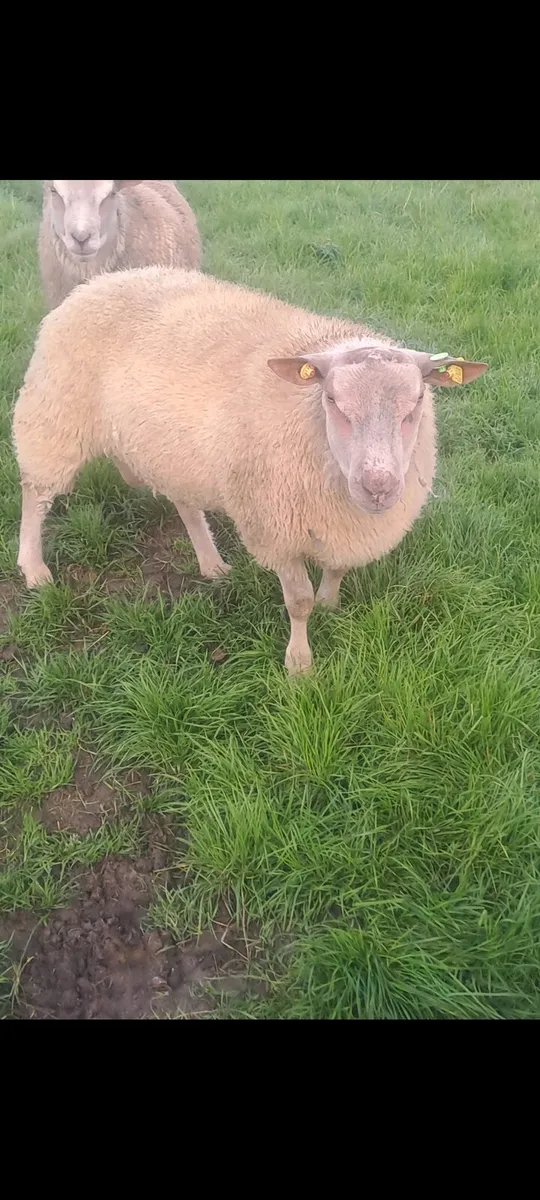 Sis Pedigree charollais ram lambs - Image 2