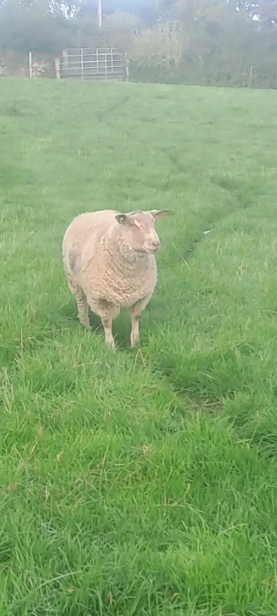 Sis Pedigree charollais ram lambs - Image 3