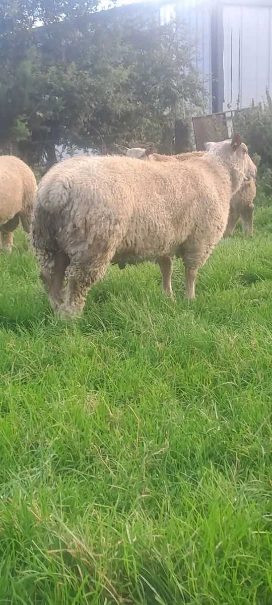 Sis Pedigree charollais ram lambs - Image 4