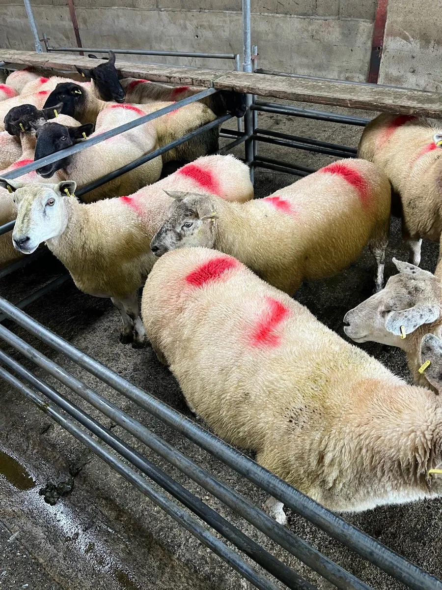 Sheep - Image 2