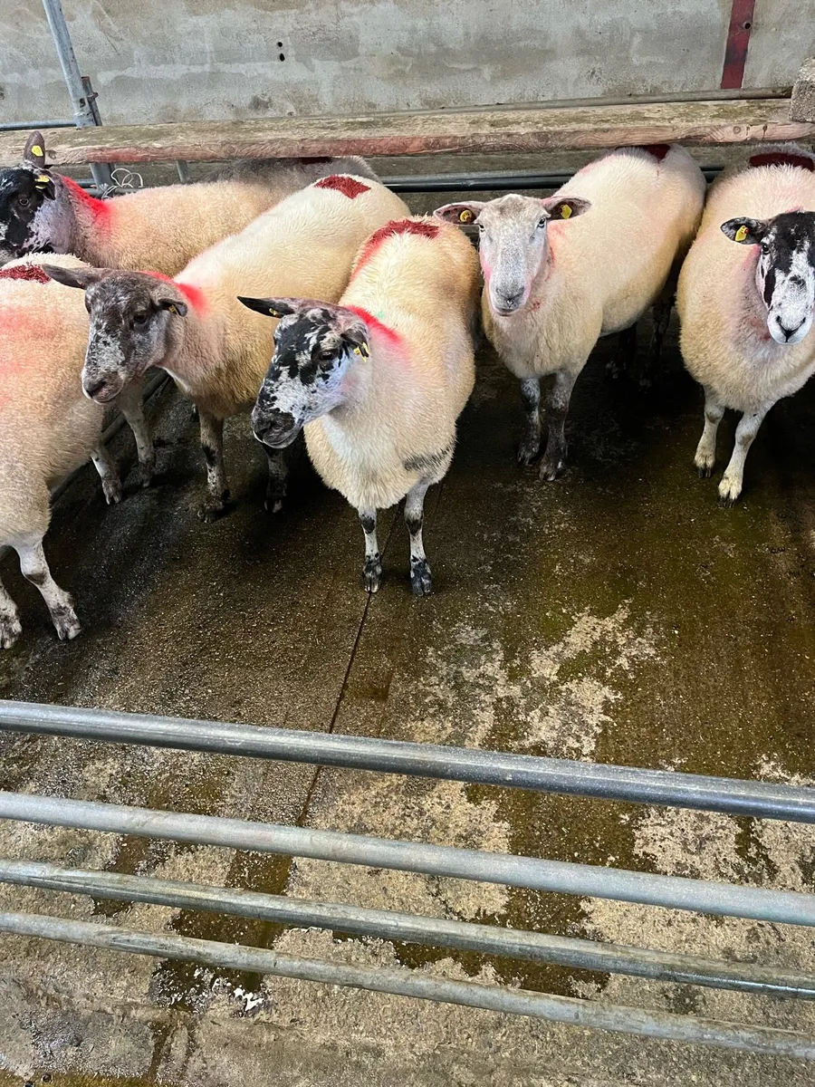 Sheep - Image 3
