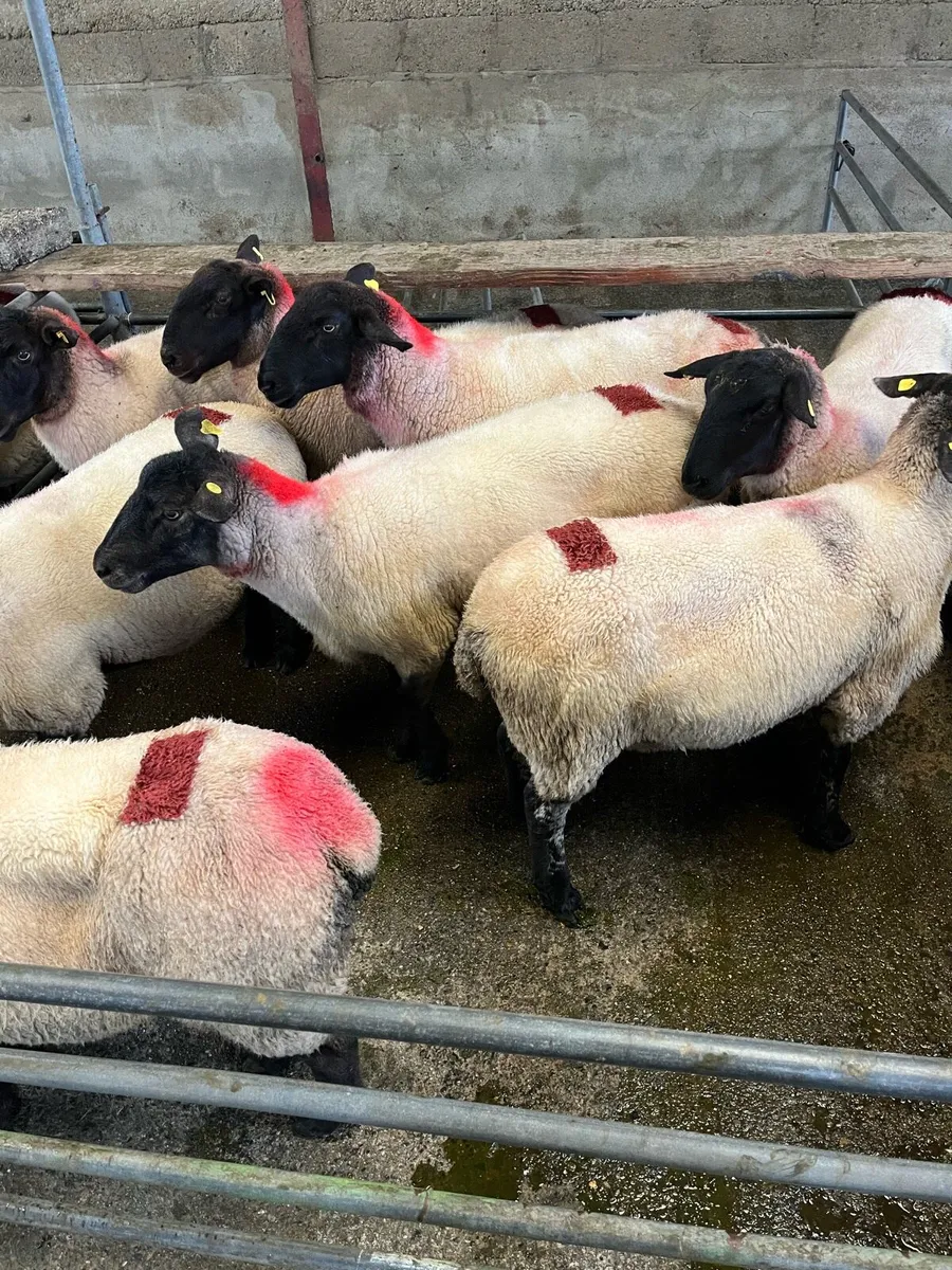 Sheep - Image 4