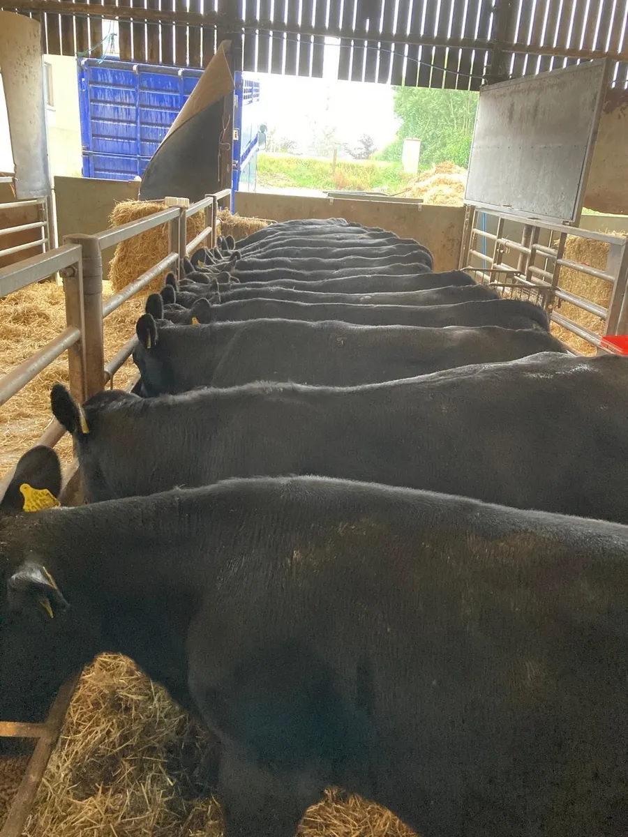 AA bull’s. - Image 2