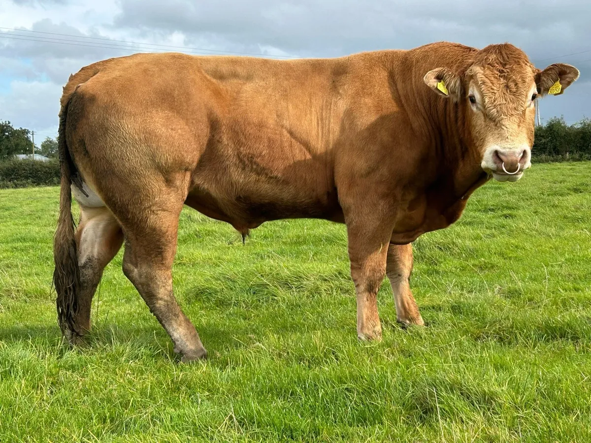 5 star genotyped purebred limousine bull - Image 1