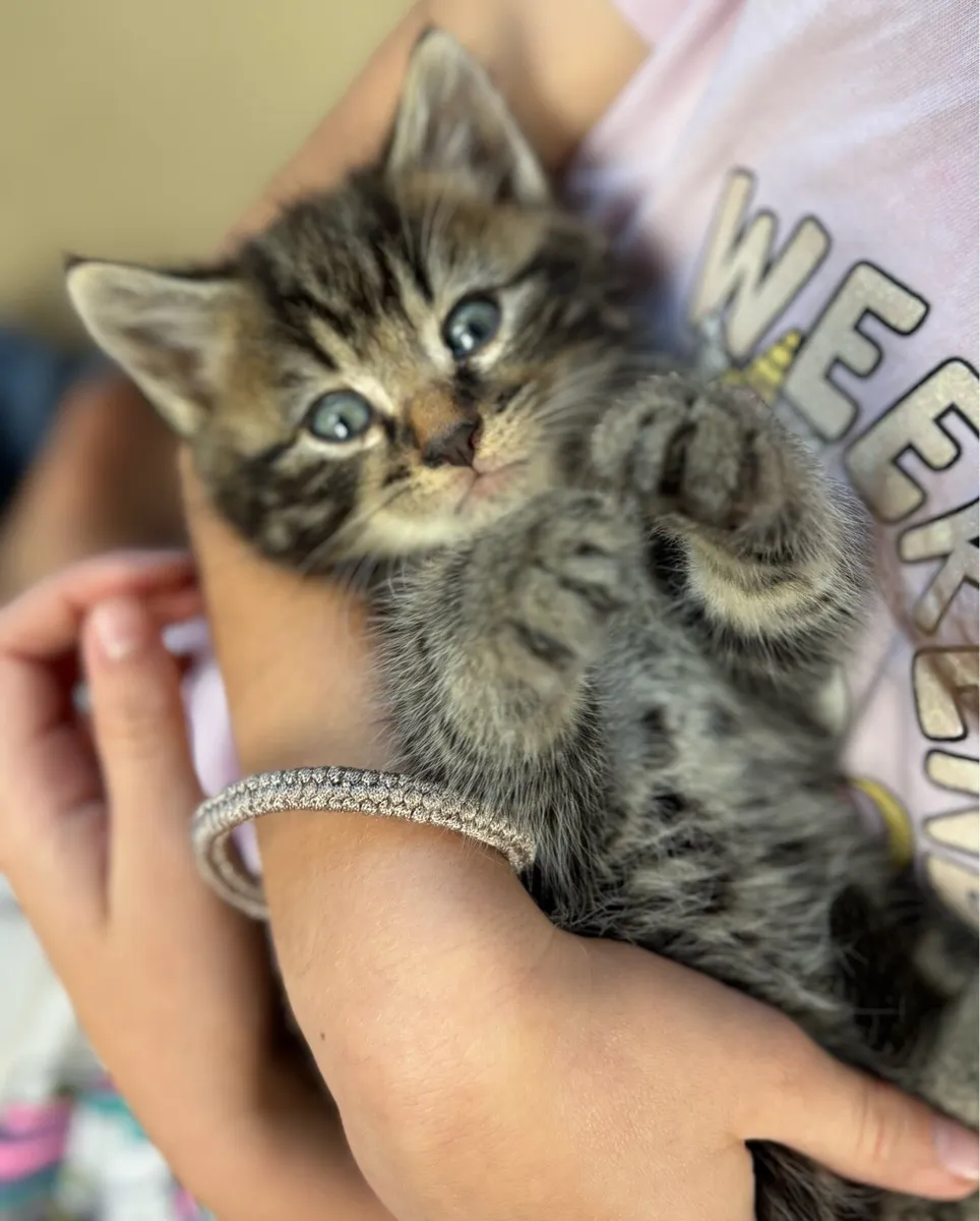 Stunning kittens *can be delivered* - Image 1