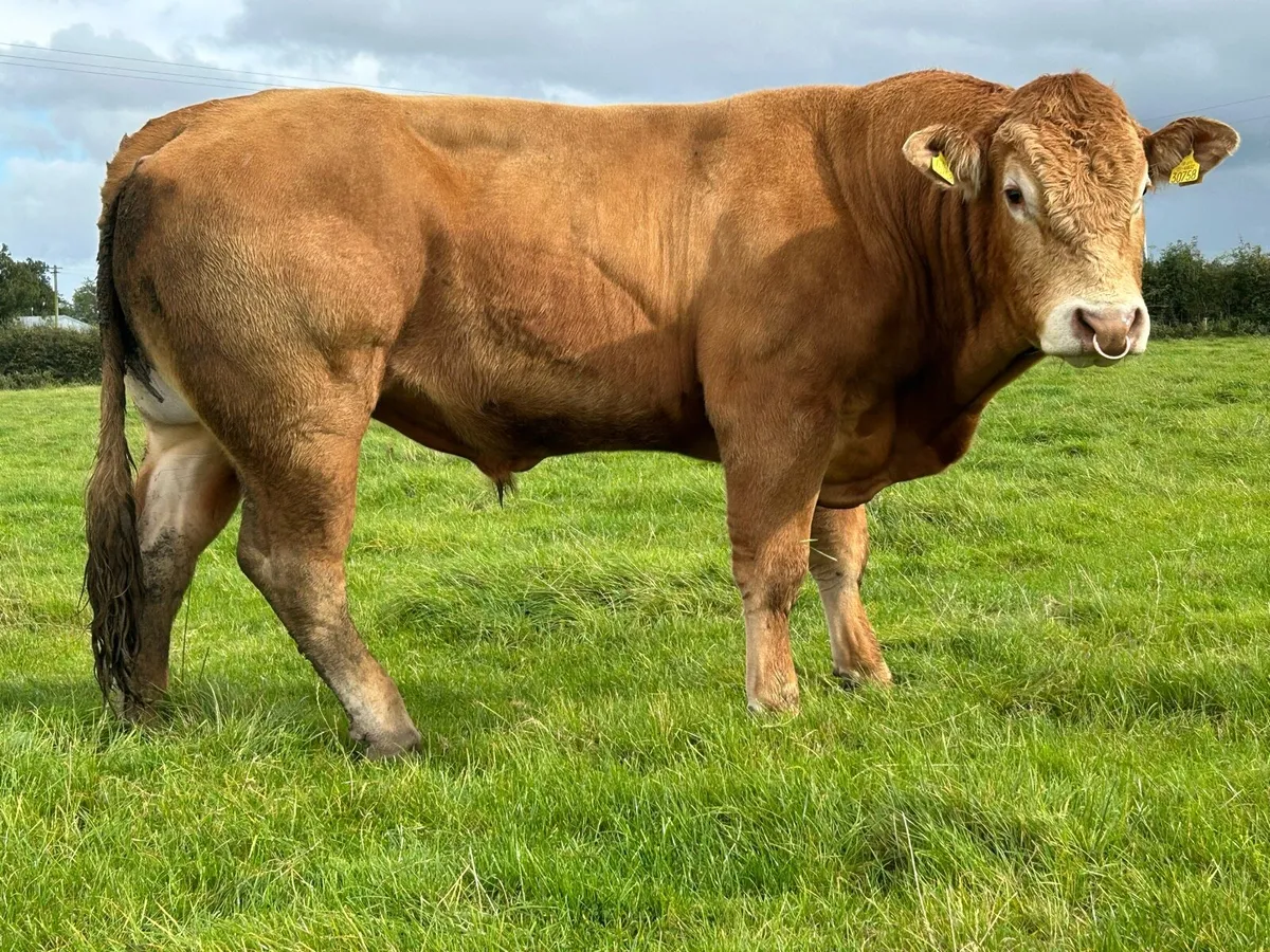 5 star genotyped purebred limousine bull - Image 4